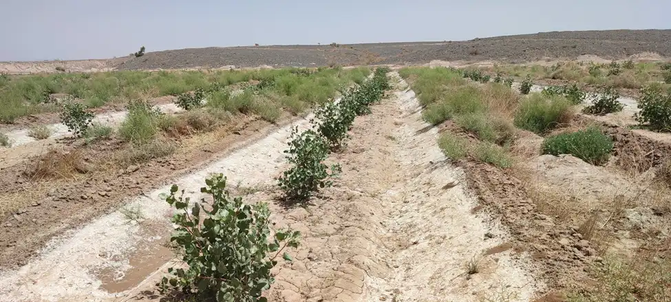 شوری خاک 1