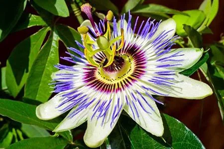 Passifloraceae - پیچ ساعتی - جنوبگان