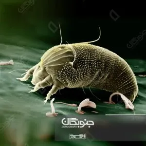 کنه اریوفید، آفت ذره بینی اما خسارت بار در باغات پسته