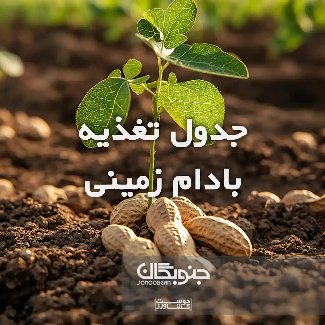 جدول تغذیه بادام زمینی جنوبگان