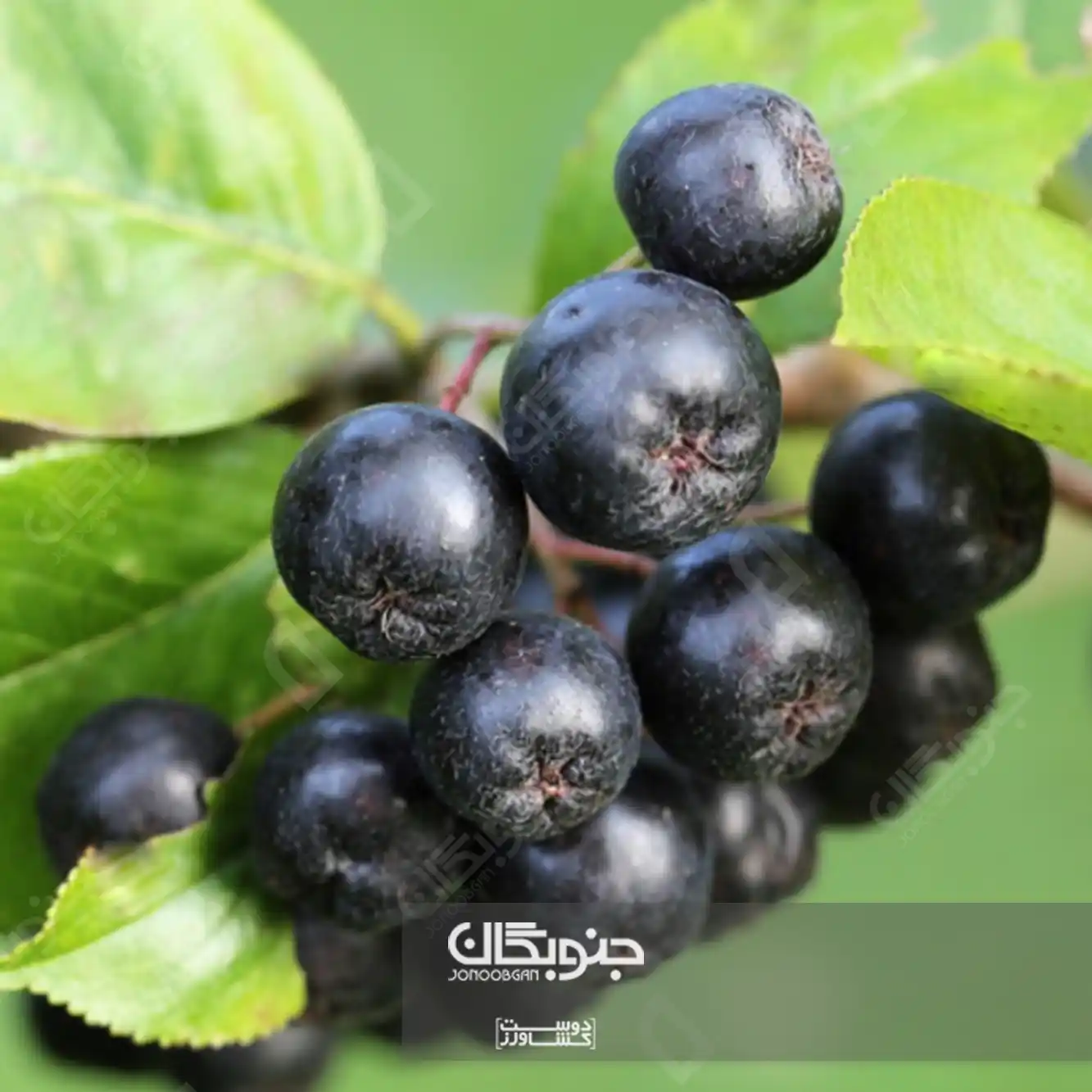 اصول علمی و فنی کشت زغال‌اخته