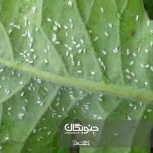 تریپس یا ریشک بال