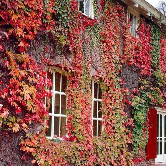 Parthenocissus (پارتنکیسوس) موچسب