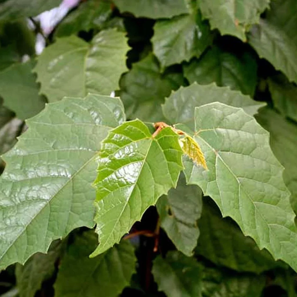 سیسوس با پیچ Cissus antracticaکانگورو