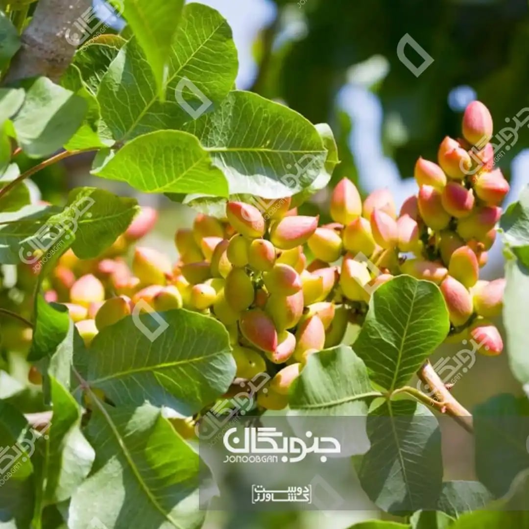 کاشت پسته
