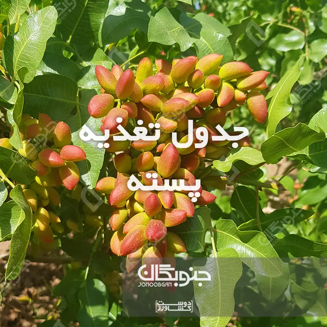 جدول تغذیه پسته جنوبگان