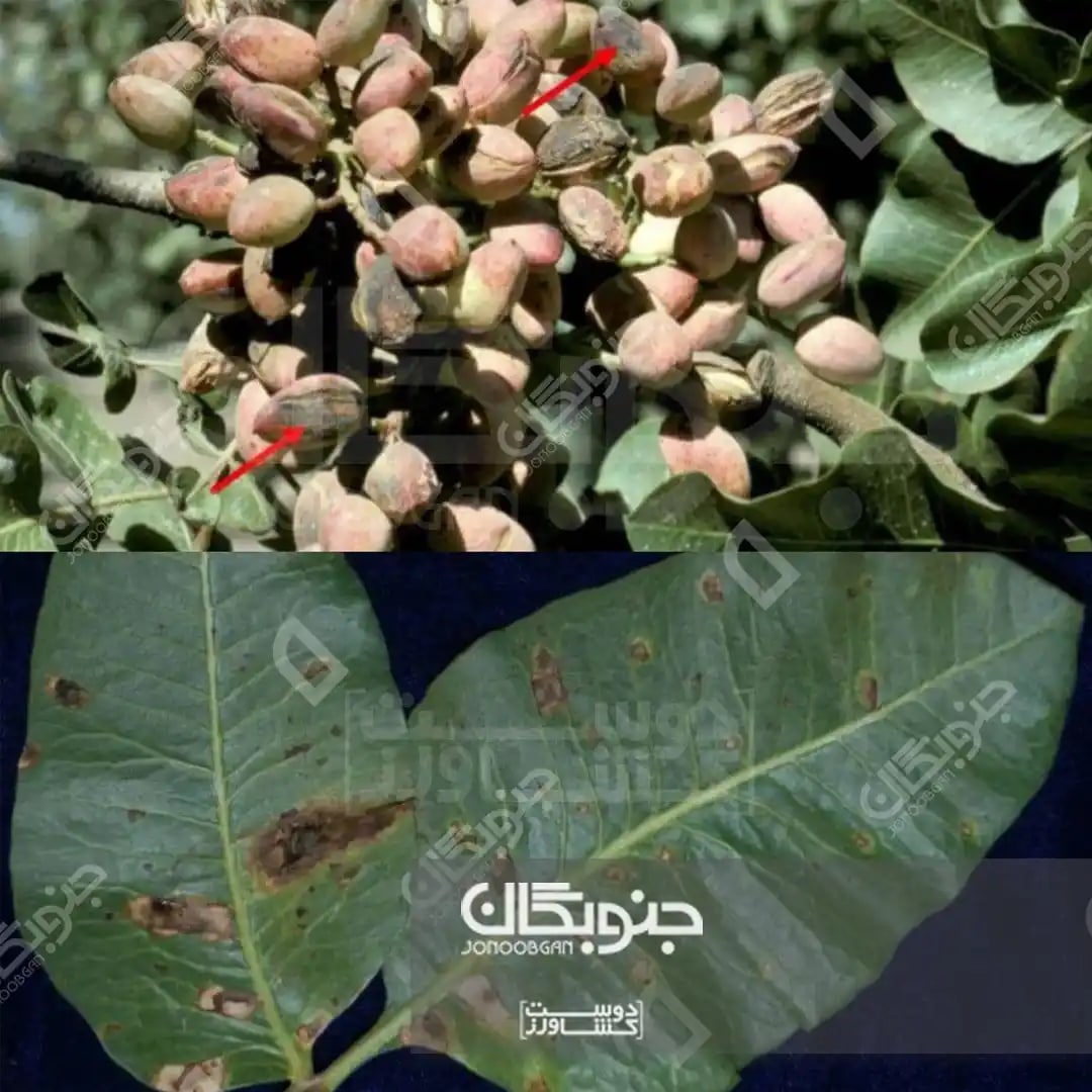 سوختگی آلترناریایی پسته
