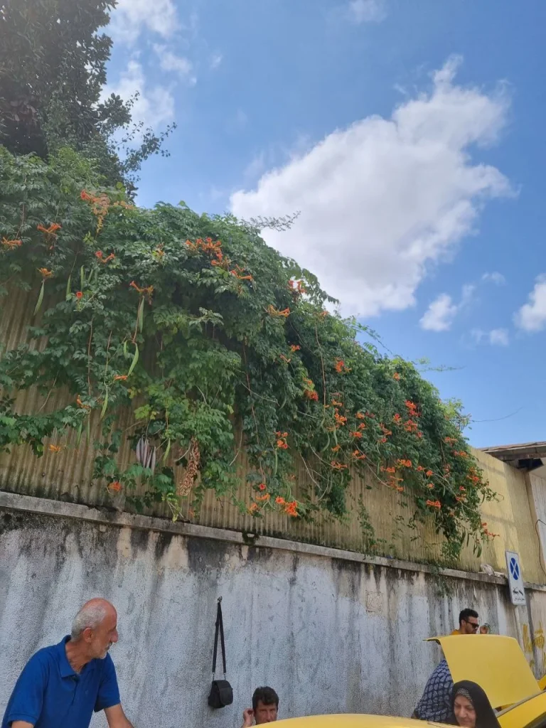 Trumpetbushes - پیچ اناری