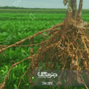 نماتدها، مرگ خاموش گیاهان