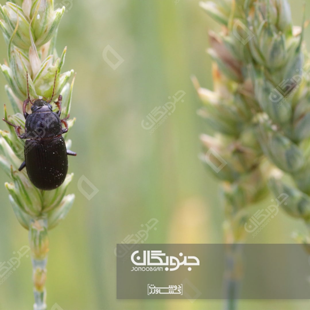 سوسک سیاه گندم