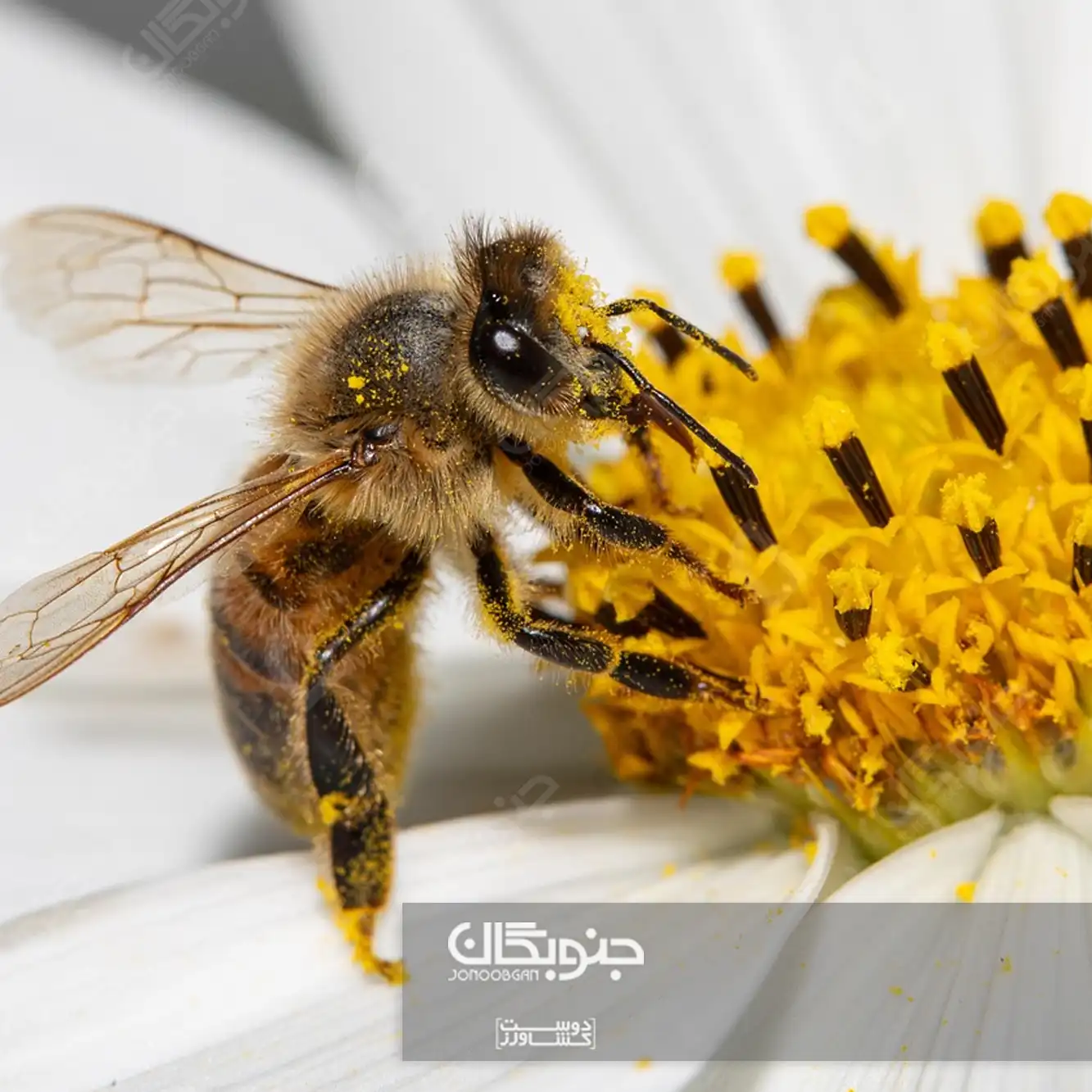 زنبور عسل (Apis mellifera)