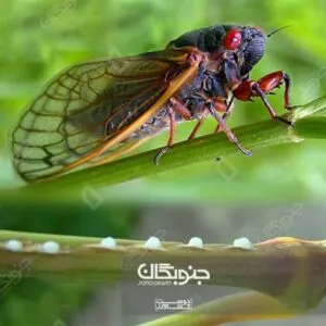 زنجره مو، آفت کلیدی تاکستانها