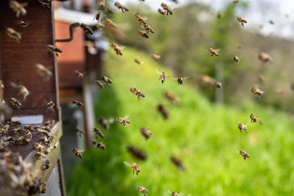(Apis mellifera2