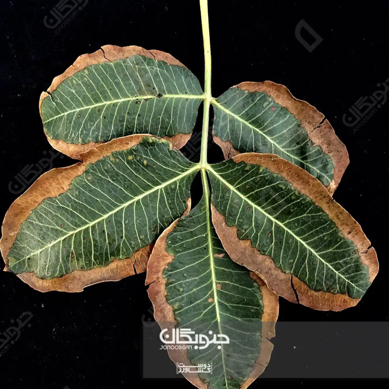 اهمیت بررسی کلر در برگ پسته