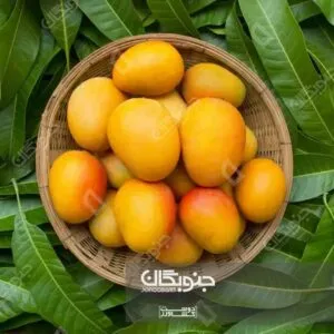 سفیدک پودری انبه