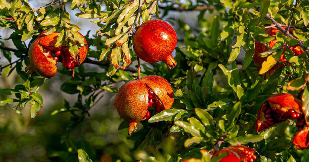 Pomegranates-Split-and-Crack-2