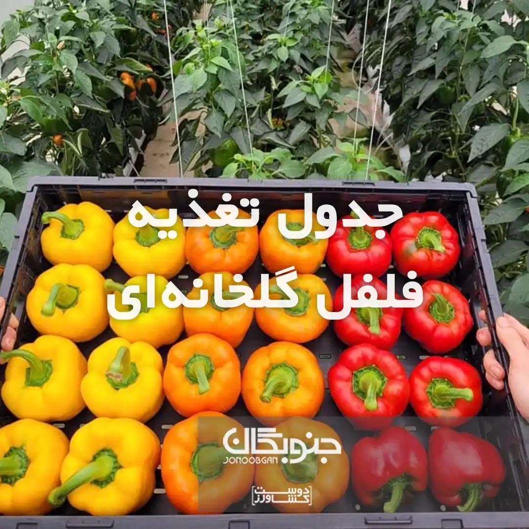 جدول تغذیه فلفل گلخانه ای جنوبگان