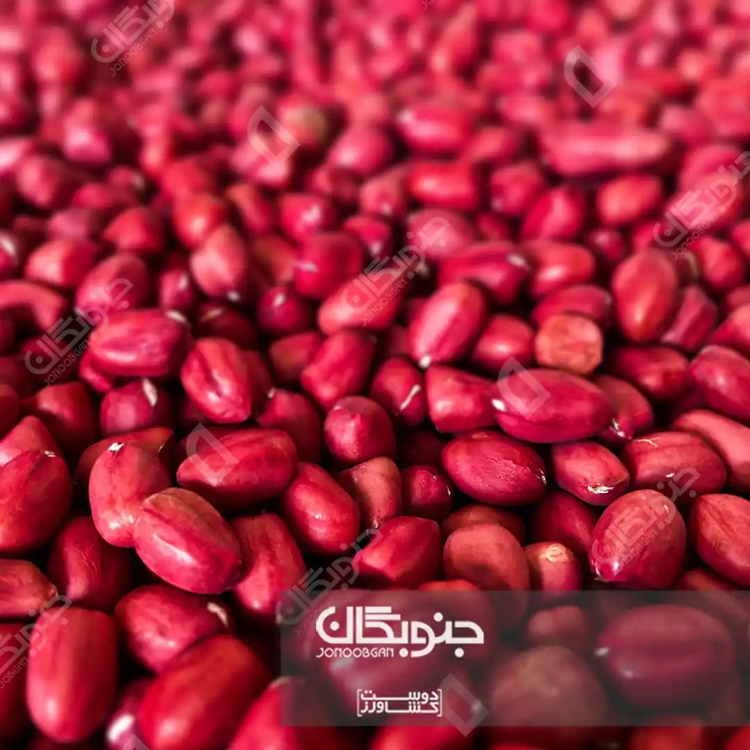 گیاهان روغنی