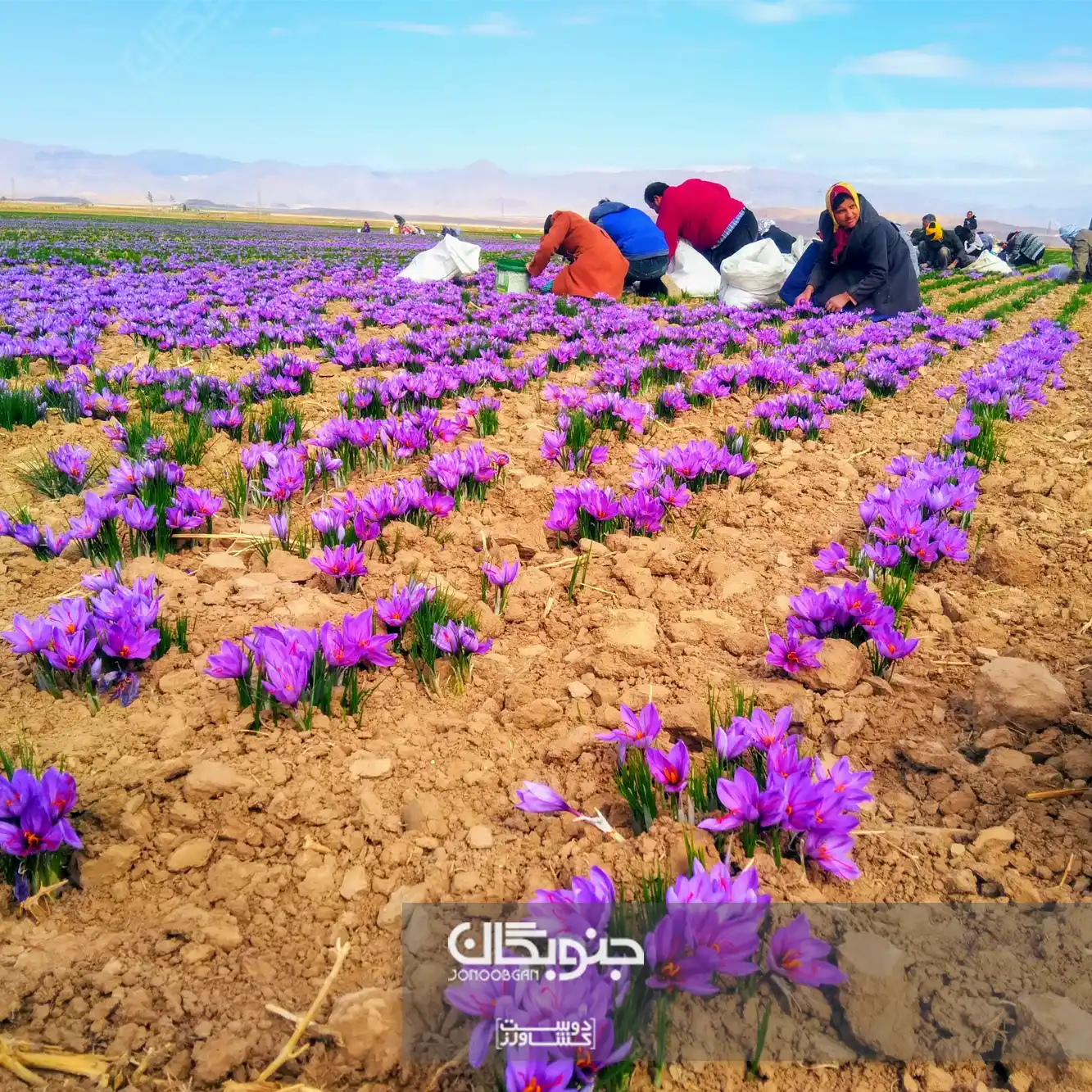 کشت زعفران؛ فرصتی طلایی در دل بحران کم‌آبی