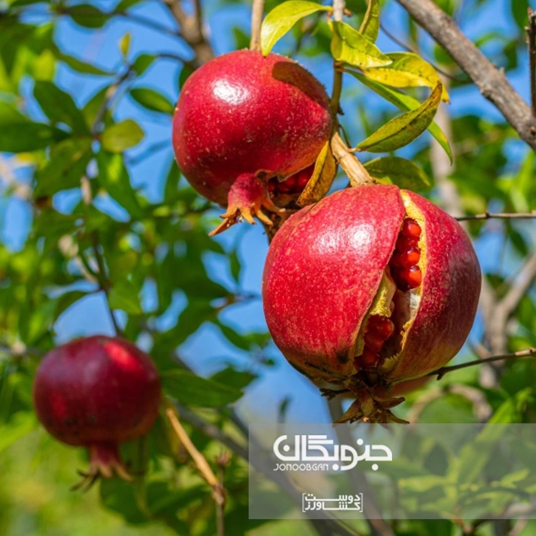 بررسی بیماری های مهم انار