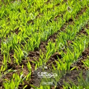 عوامل موثر در پنجه زنی گندم