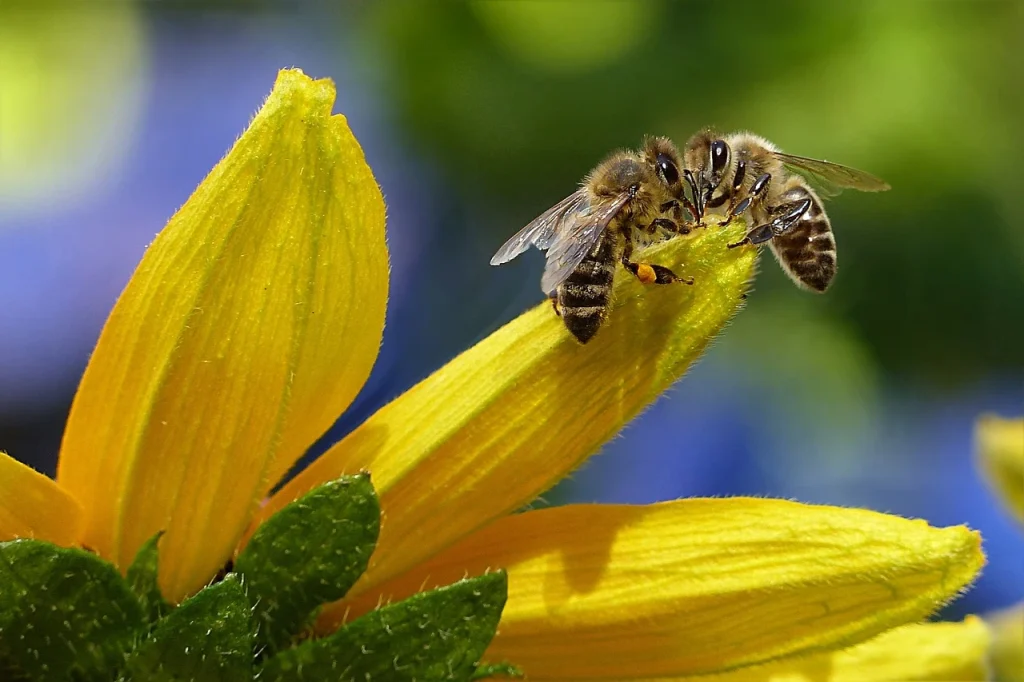 زنبور عسل (Apis mellifera)