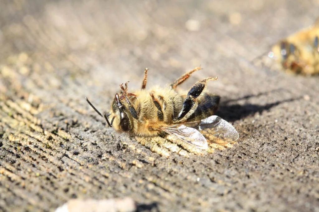 زنبور عسل (Apis mellifera)