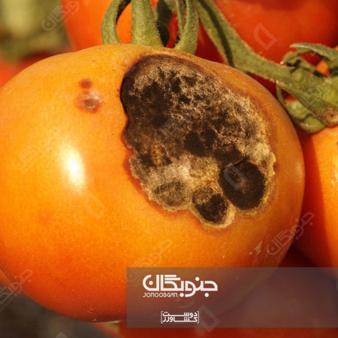 بیماری لکه‌موجی گوجه‌فرنگی (آلترناریا)