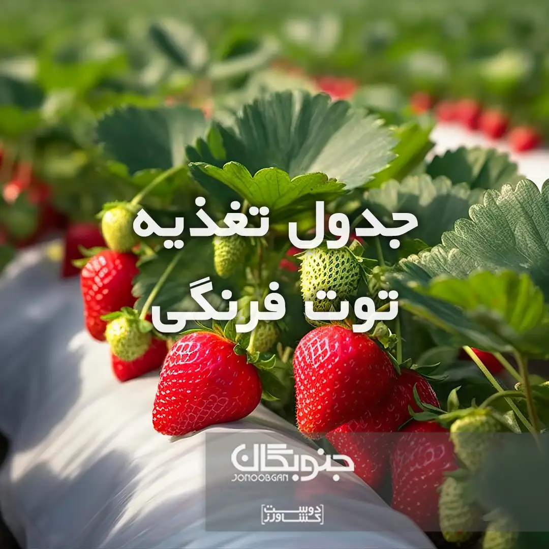 جدول تغذیه توت فرنگی جنوبگان