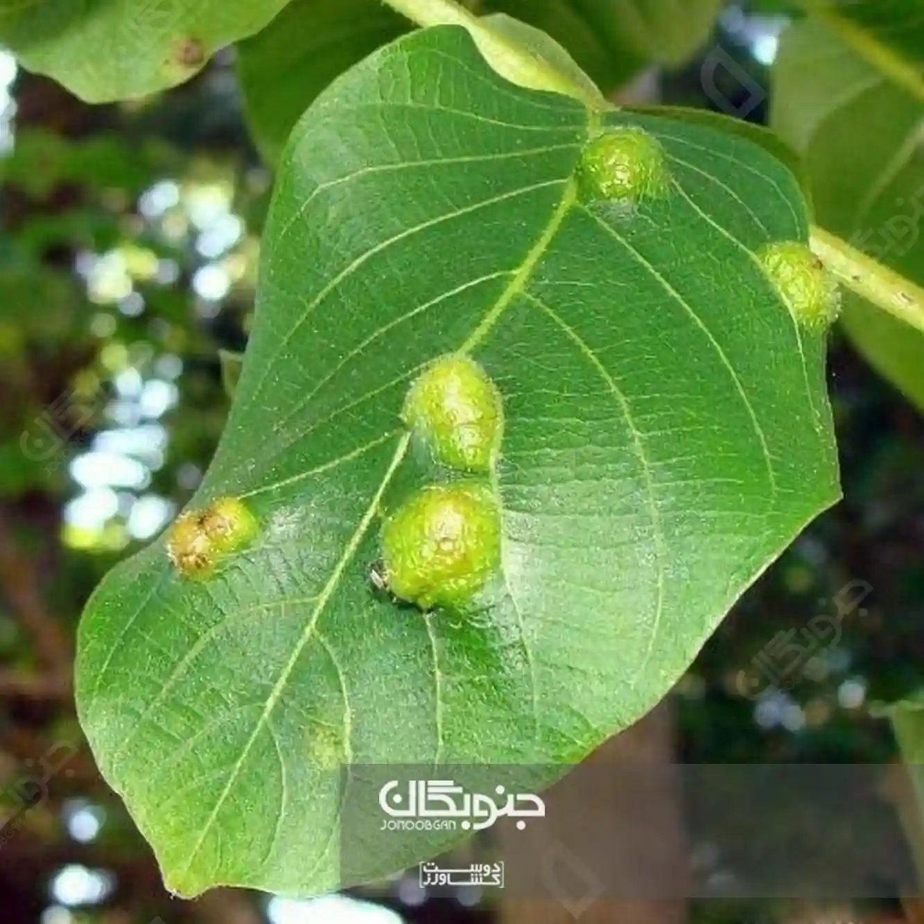 Aceria_erinea کنه گالزا گردو