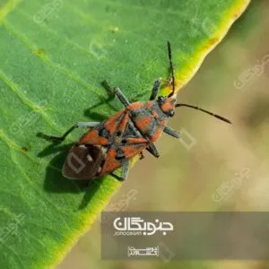 سن قرمز پسته