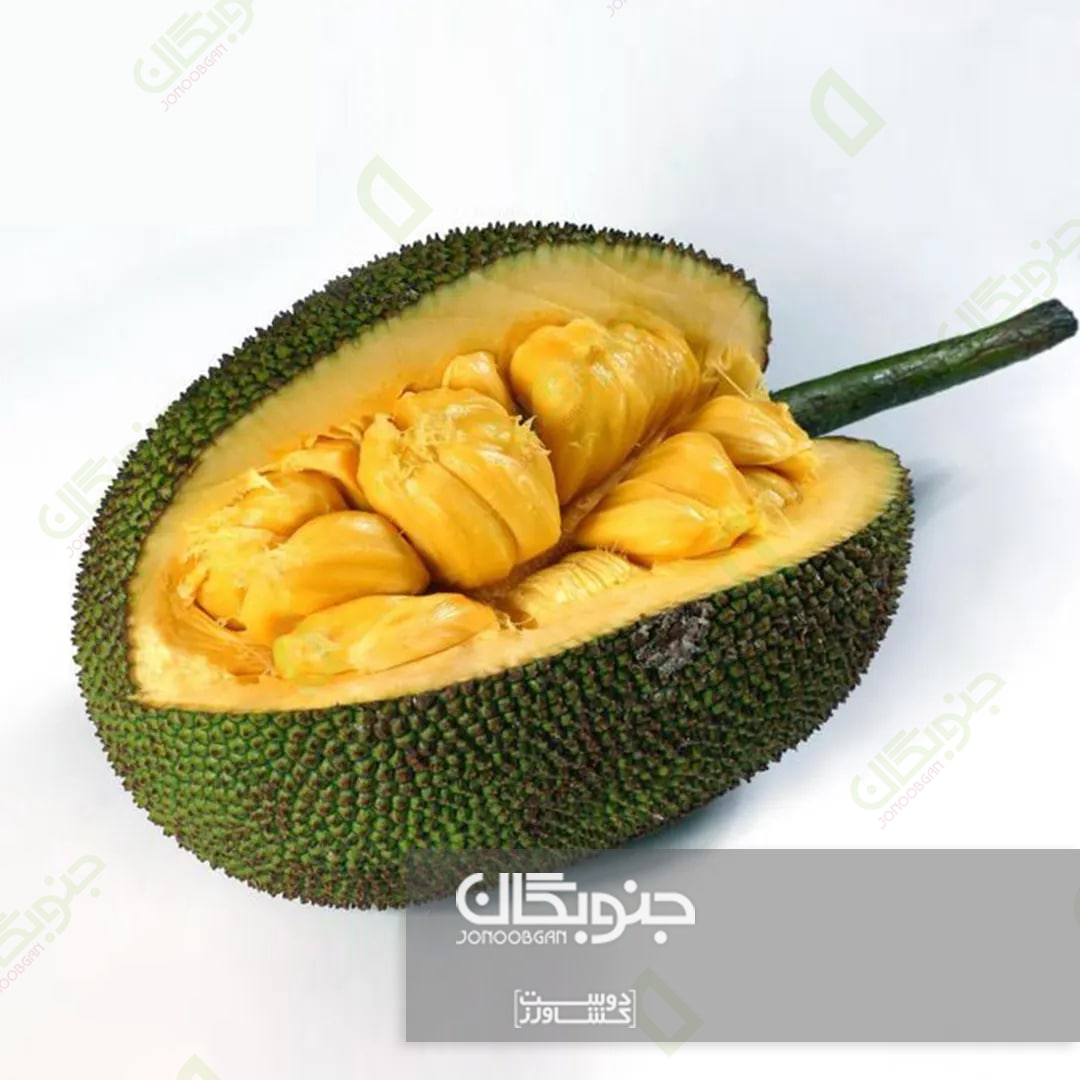 جک فروت (jackfruit)، میوه ای متفاوت
