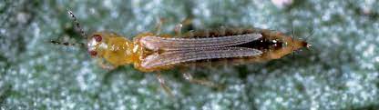 Thrips-1
