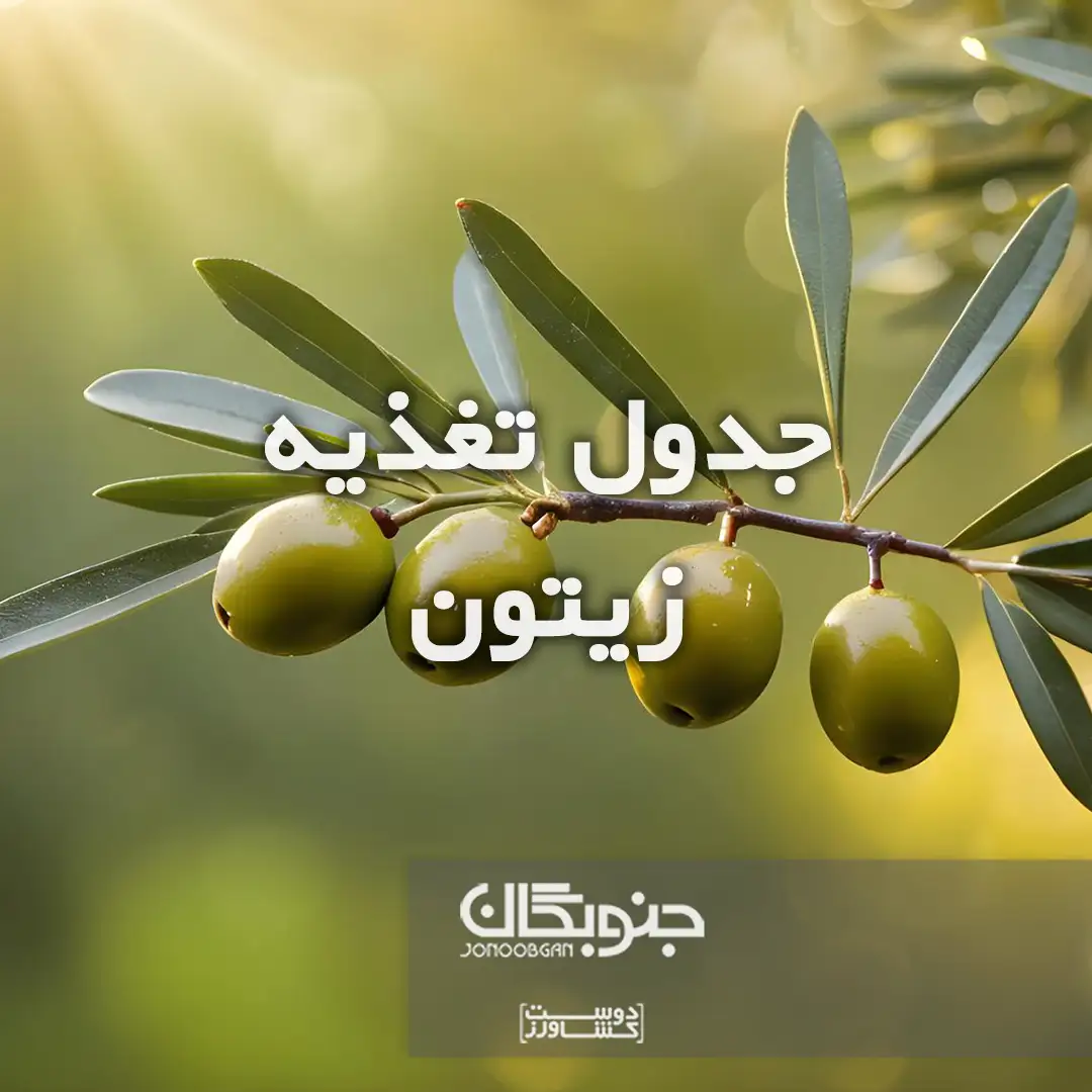 جدول تغذیه زیتون جنوبگان