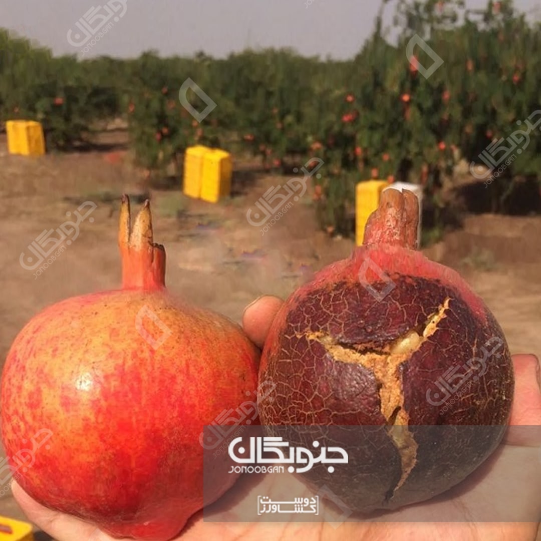 علت آفتاب سوختگی درختان میوه