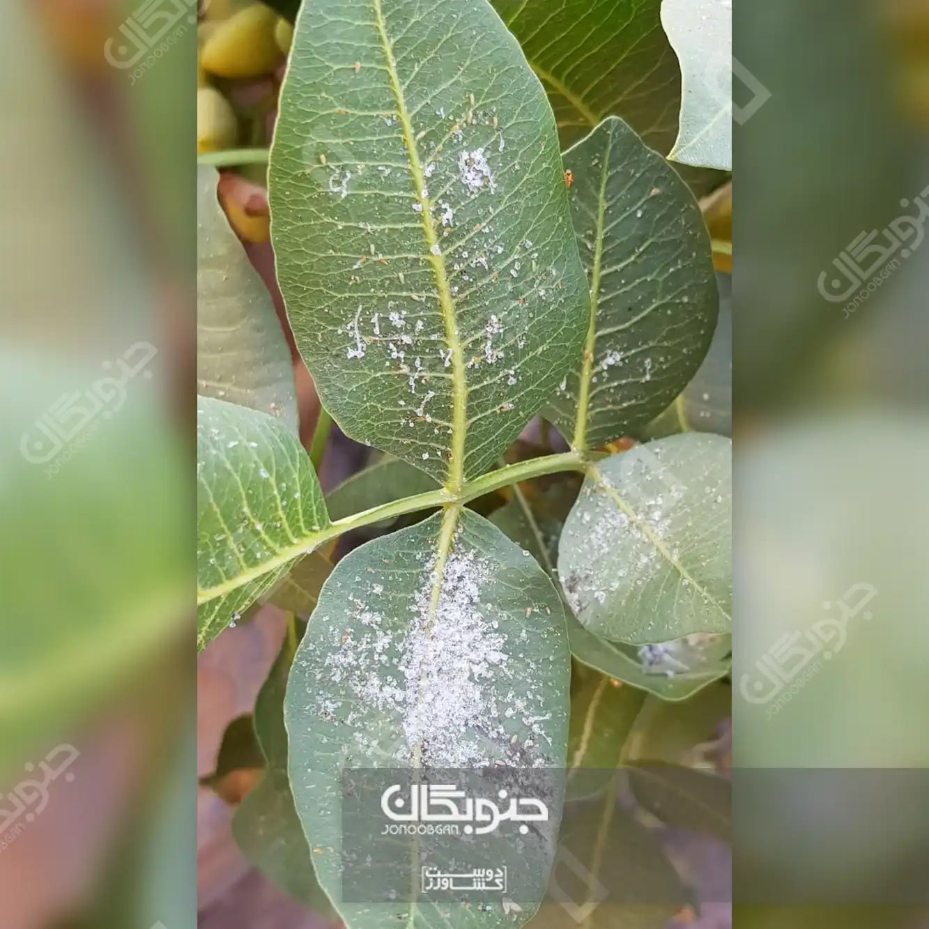 بررسی اثر سیلیکات پتاسیم (سیلیکاسول) روی پسته
