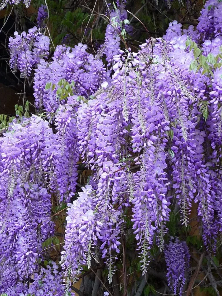 پیچ گلیسین Chinese wisteria