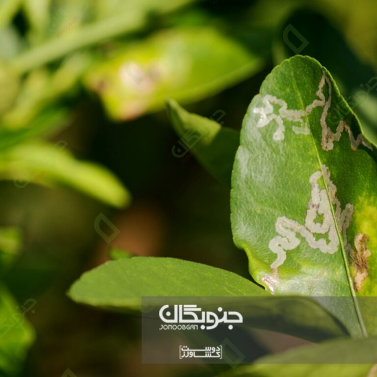 پروانه مینوز مرکبات