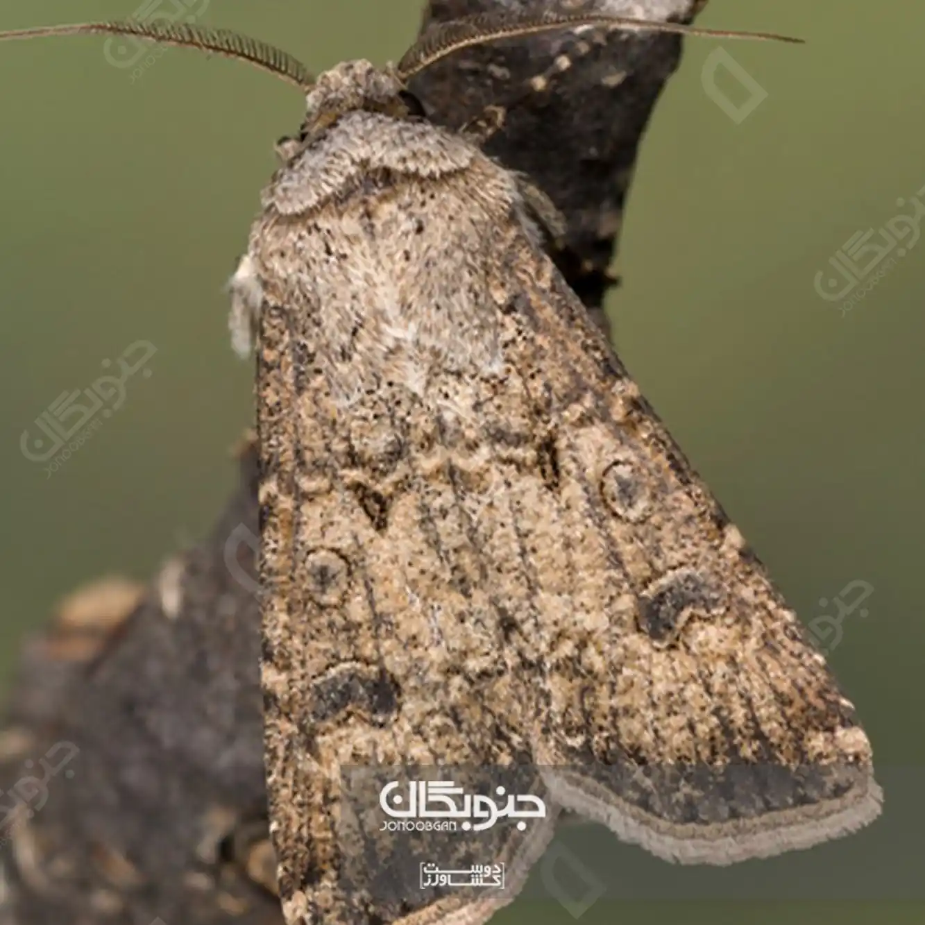 پروانه میوه‌خوار بادمجان (EFSB)