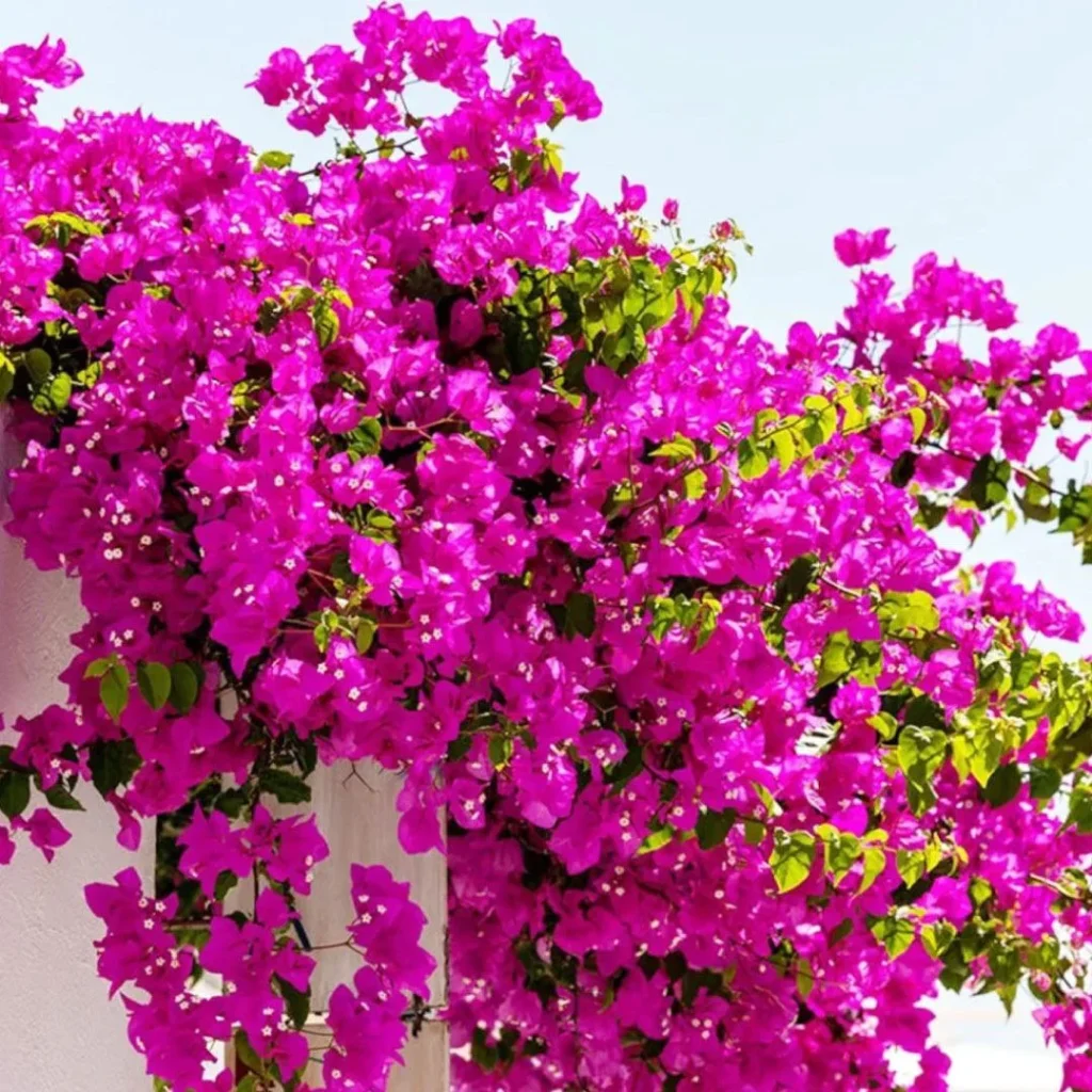 Bougainvillea گل کاغذی