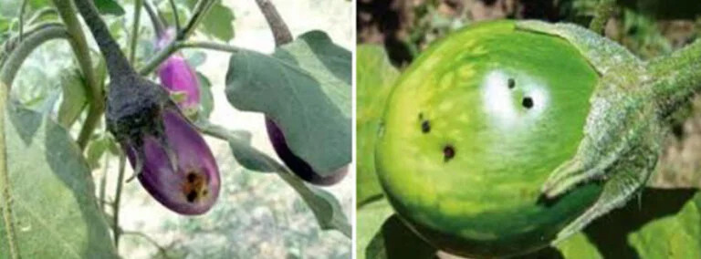 پروانه میوه‌خوار بادمجان (EFSB)