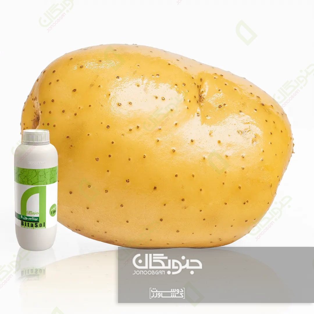 تقویت غده زایی محصول سیب زمینی