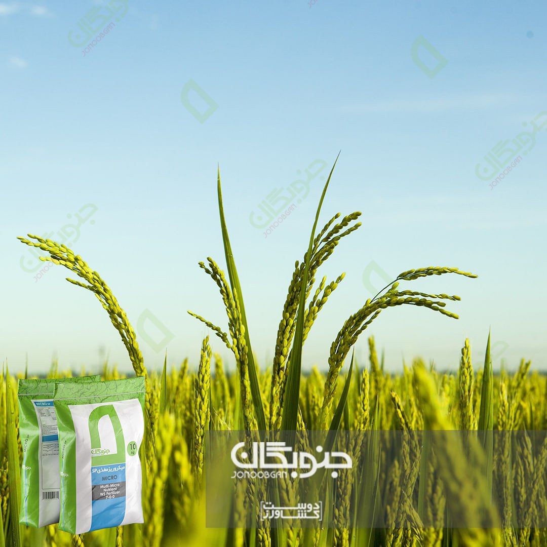 اهمیت عناصر ریزمغذی در شالیزارهای شمال