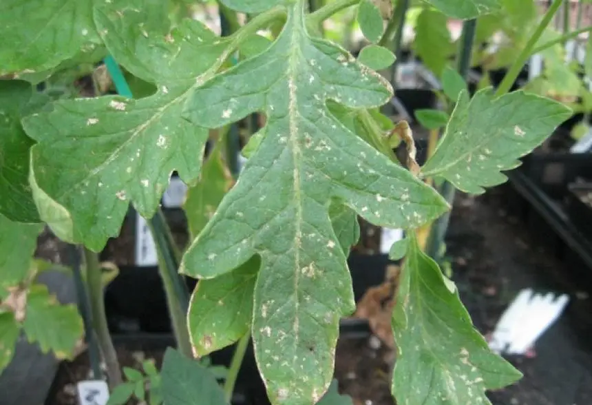 Thrips