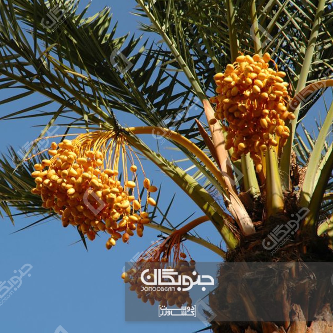 فرمول موثر جنوبگان در کاهش خشکیدگی خوشه خرما