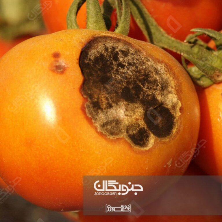 بیماری لکه‌موجی گوجه‌فرنگی (آلترناریا)