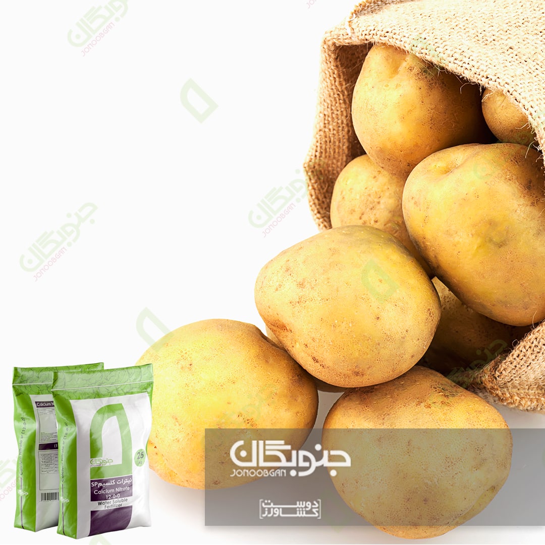 لزوم مصرف کلسیم در سیب زمینی و ارزش آن