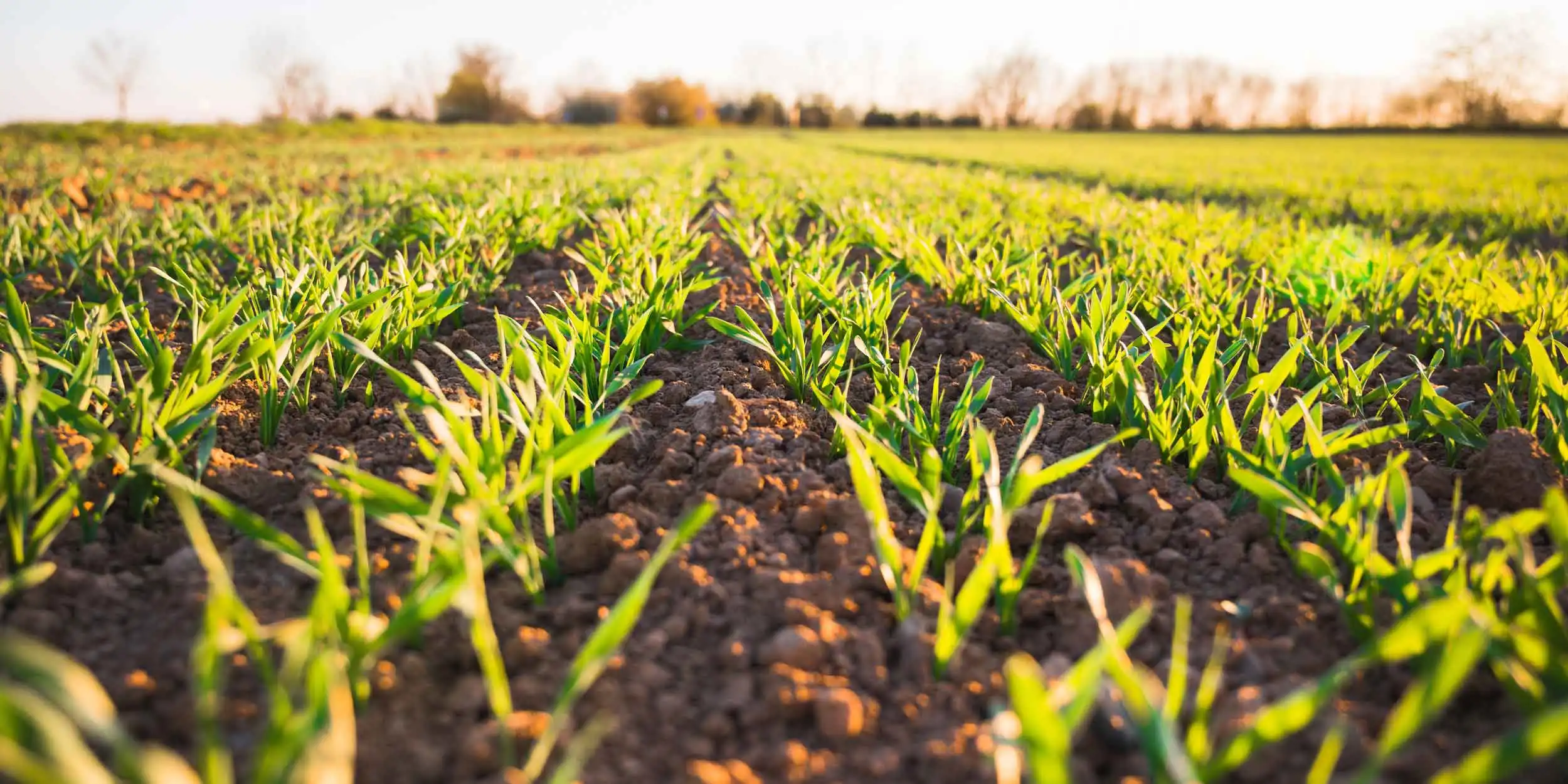 Soil Testing