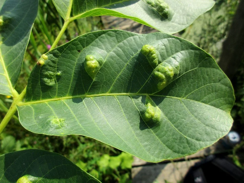 Aceria_erinea کنه گالزا گردو