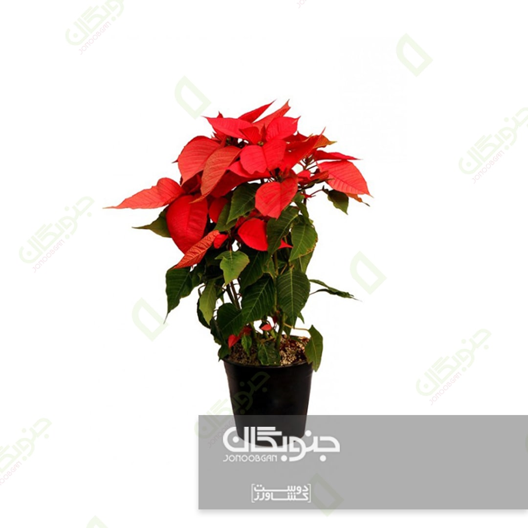 گیاه زینتی و خیره‌ کننده بنت قنسول